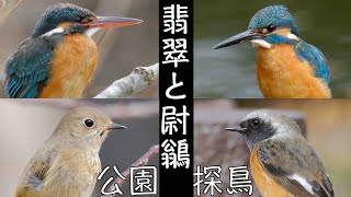 3月13日 美しいカワセミ 可愛いジョウビタキ