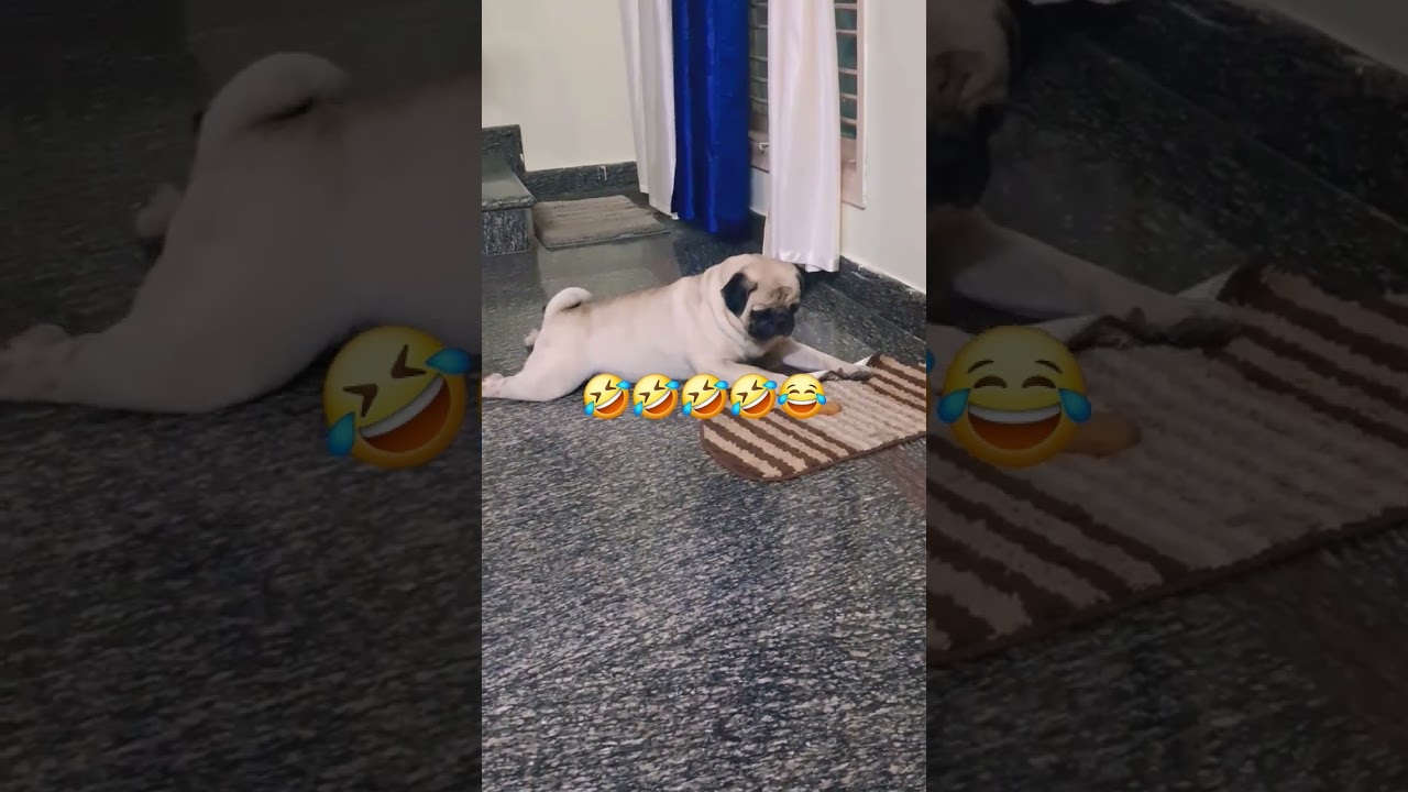 #pug