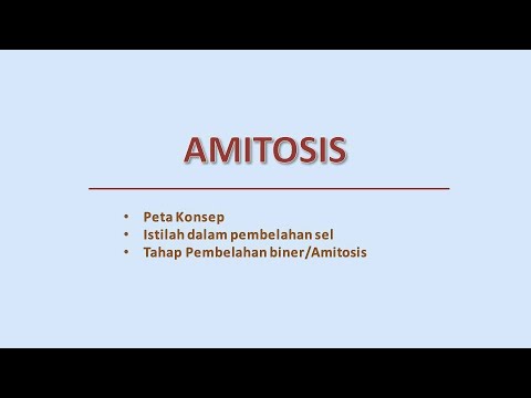 Video: Yang manakah ciri ciri amitosis?