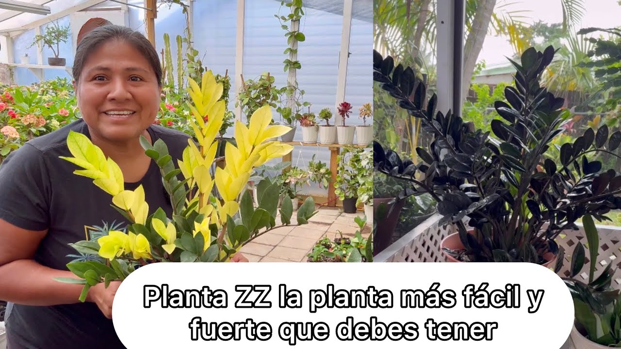 ESTÁ PLANTA ES LA MÁS FÁCIL Y FUERTE Planta zz Zamioculca Zamiifolia