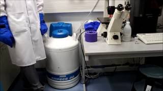 Cryokonservierung Von Zellencryoconservation Of Cells Eng Sub