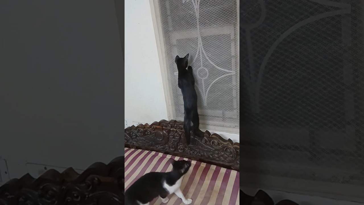 Mom teaching baby how to hunt 🐱💖