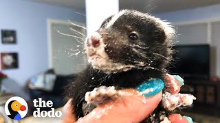 Watch These Baby Skunks Grow Big And Go Back To The Wild | The Dodo