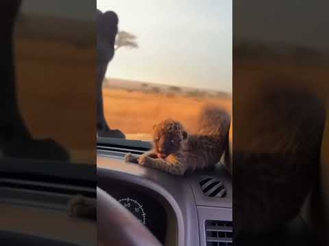 Will Hyenas Be Able To Hunt A Panther And Her Cub