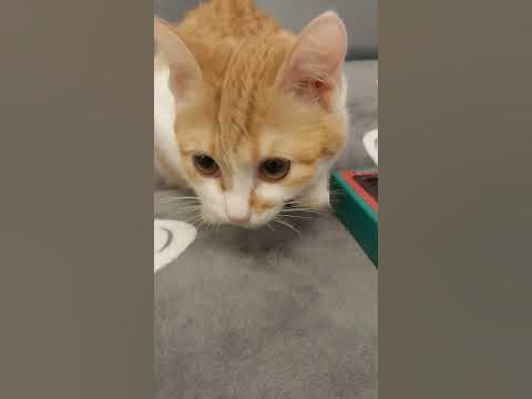 кошка ест конфеты#котики Русяшка - вкусняшка 😸 - YouTube
