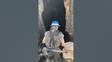 Watch Giant Hollow Tree Disintegrate As It Fall 😱