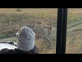 Duba Plains Concession, Botswana - 3 Male Lions 2018 Sep. 08