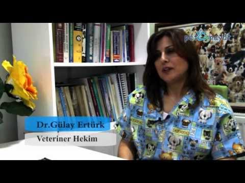 Video: Kedilerde Kanseri Önlemek İçin İpuçları