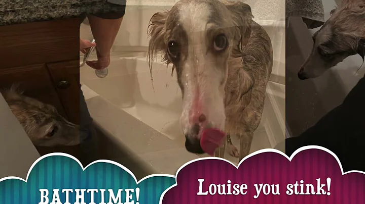 Silken windhound dog gets very dirty in a garden pond