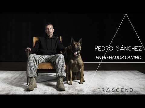 Video: Programa de entrenamiento interno para perros - ¡Perfecto para el invierno!