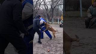 🔥OOPS!  Malinois Hard attack. Dog training GUARD.  Odessa 2024.