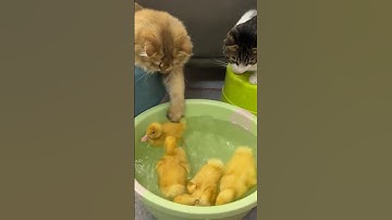 😂duckling invites the kitten to swim together!so funny and cute （Click to watch the full version）