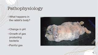 Gastrointestinal Stasis in Rabbits