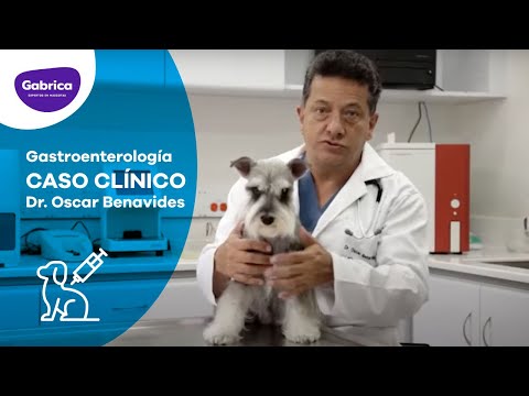 Video: Cómo Alimentar A Un Cachorro De Schnauzer Miniatura