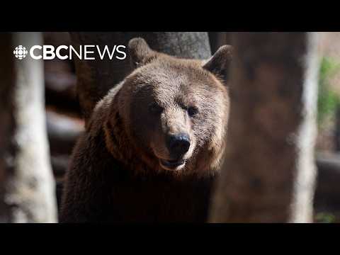 How to avoid a <strong>dangerous</strong> bear encounter, according to an expert