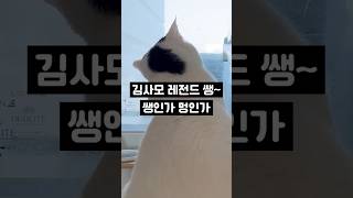 아빠보다 비둘기