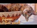 Привет! Как дела?/ Тебе я шлю привет!