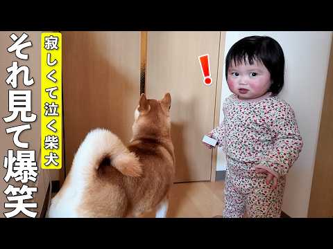 ママがお出かけして寂しがる柴犬を見た1歳児、まさかの爆笑リアクションwww