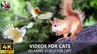 Bird for Cats to Watch - Birds and Squirrel Fun in December - NEW Videos for Cats to Watch Birds ⭐