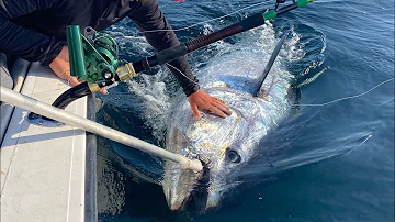 Come si chiama il pesce simile al tonno?