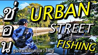 ชุมชนนี้มีแต่ปลาใหญ่!!!...Urban Street Fishing