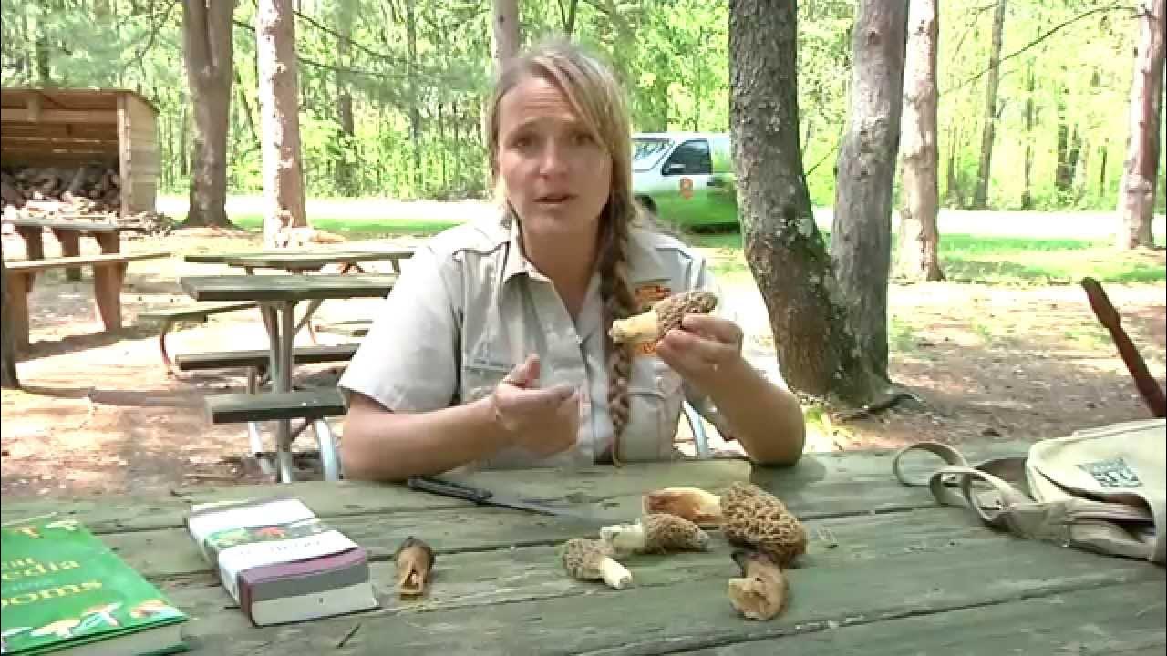 Morels 4 Preparing Morels for Dinner YouTube