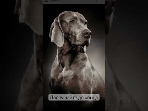#dog #doglife #рекомендации #жизнь #топ #собака #верность #любовь #love #life #live #друзья ##дружба