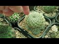 When and How To Water Cacti - Peak Growing Season