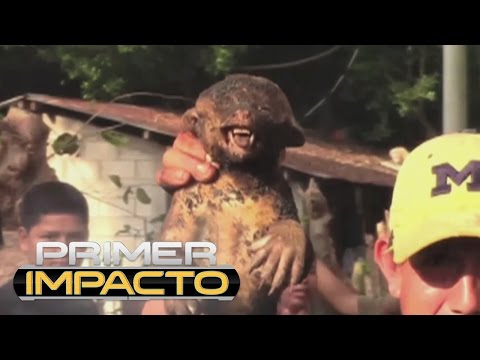Vídeo: El Cadáver Del Chupacabras Fue Encontrado Por Los Residentes De Dobryanka - Vista Alternativa