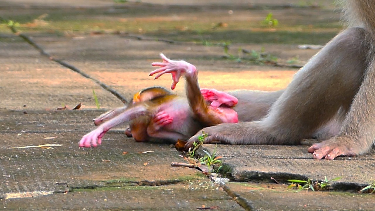 The little new baby struggles to stand and walk, often falling because it is still weak