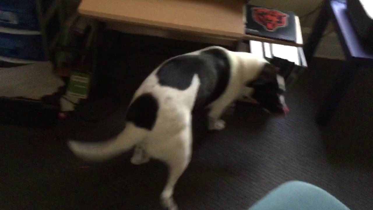 Bailey the guilty puppy