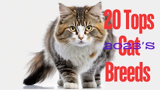 2023's 20 Tops Cat Breeds