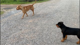Rottweiler puppy and Bandog meet Street dogs