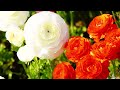 「花のささやき」伊東ゆかり