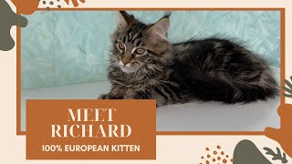 Are you ready to welcome pure European elegance into your home? 🏡🐾 #mainecoon #mainecoonlovers #cat by European Maine Coon Kittens by MasterCoons Cattery 184 views 3 months ago 1 minute, 7 seconds