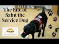 The Life of Saint the Service Dog | Mobility Service Dog Documentary