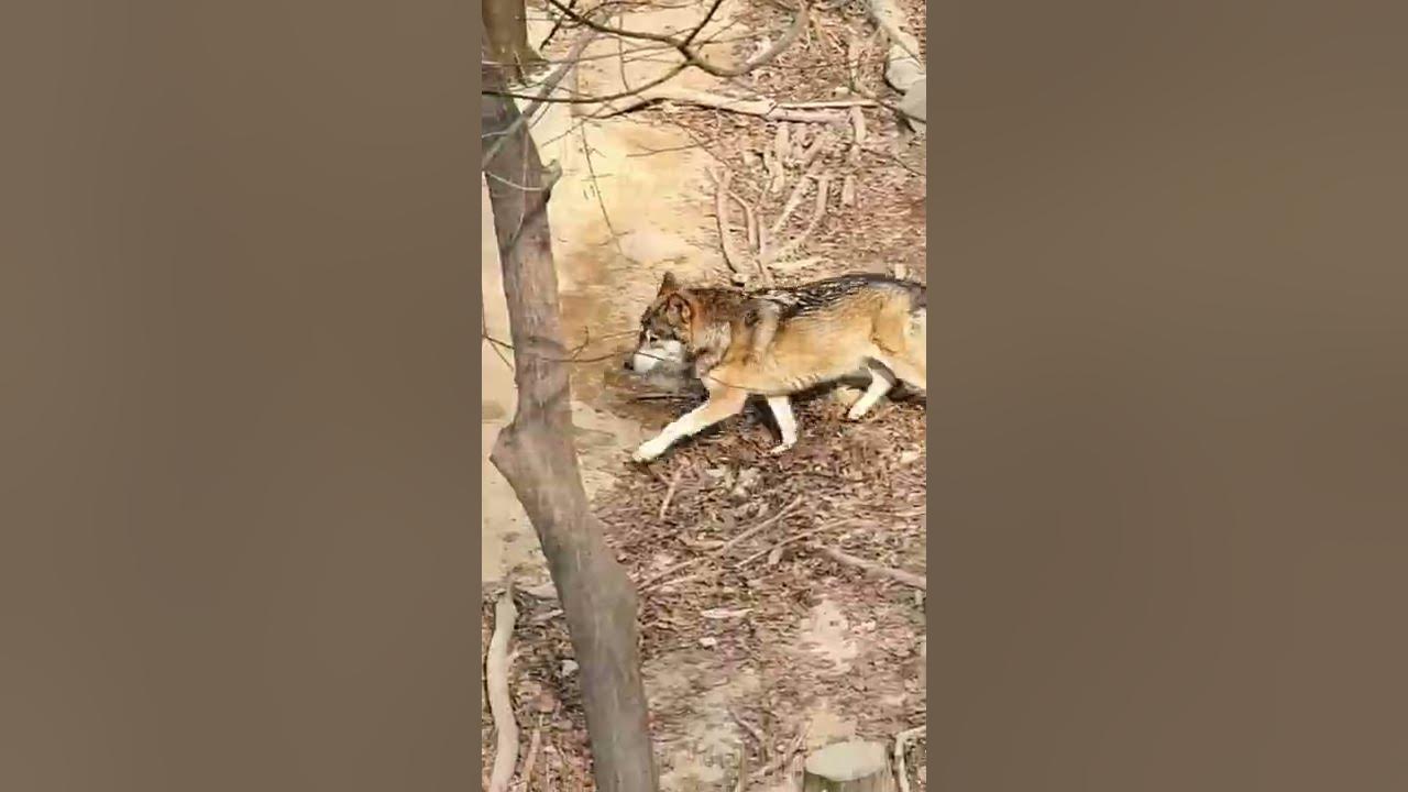 늑대 🐺 #한국 늑대 #동물농장 #동물원 - Youtube