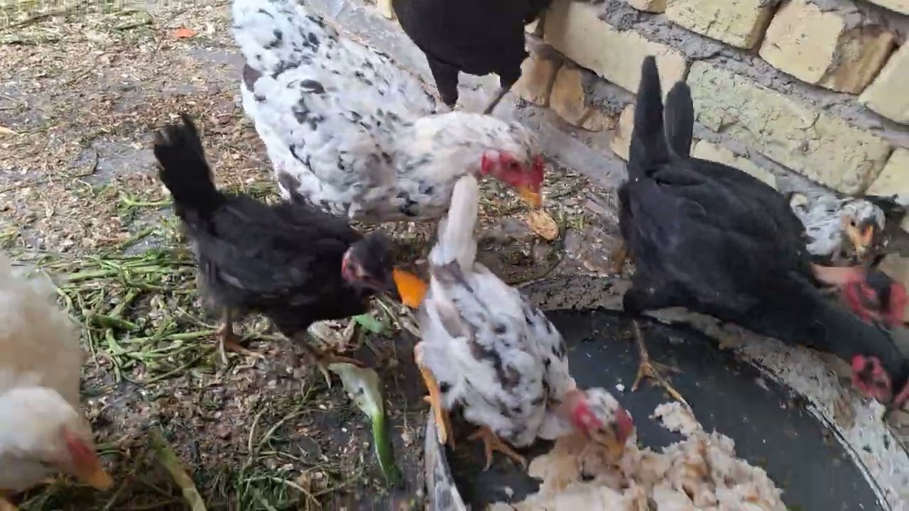 ١٣ فبراير ٢٠٢٦