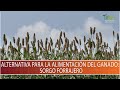 Alternativa para la alimentacion del ganado: Sorgo Forrajero - TvAgro por Juan Gonzalo Angel