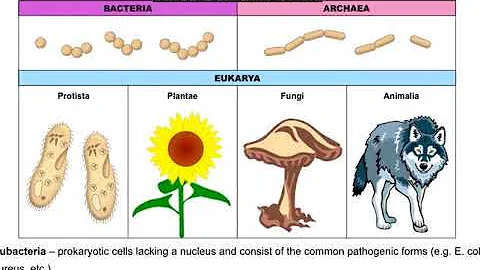IB Biology 5.3 Classification of Biodiversity (SL)