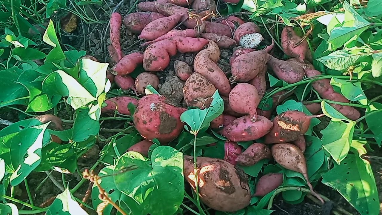 Lina cooking fresh vegetables for dinner - YouTube
