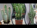 Principales especies de cactus cereus 