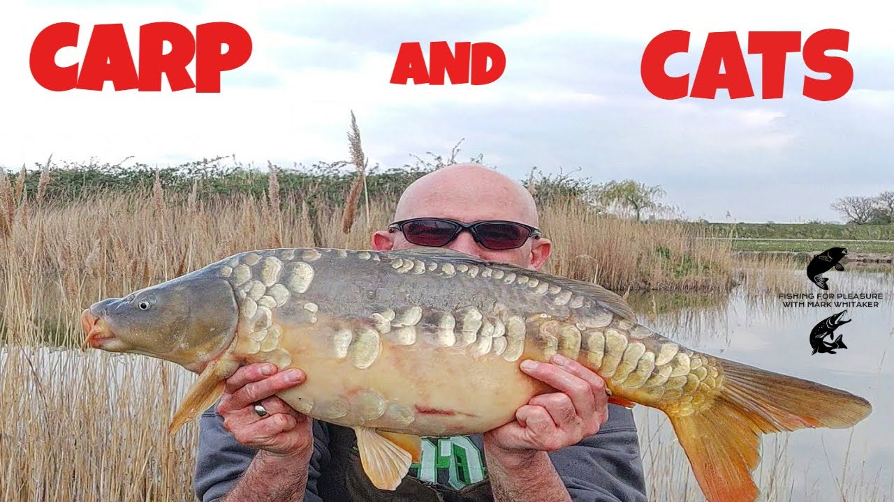 Carp fishing UK: Carp and Cats at Willowcroft fisheries in