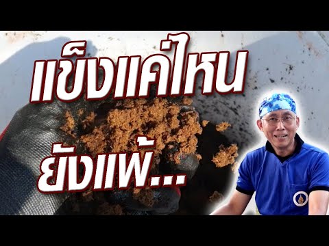 วิธีแก้ขี้วัวแข็ง ทำให้ขี้วัวเปื่อยยุ่ยด้วยจุลินทรีย์ / น้ำ Ep.2 @ครูสวัสดิ์พาทํา ทําไปเรื่อย