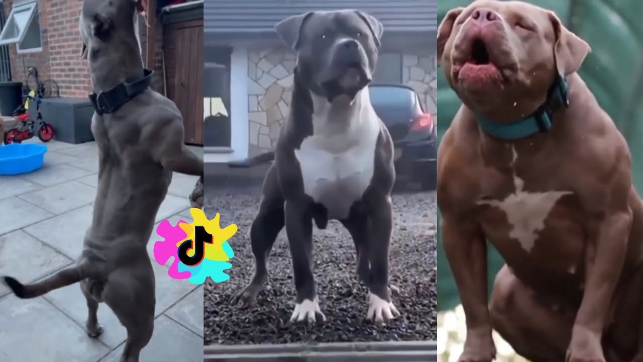 2021 Most Famous And Badass - Super Pitbull Dogs TikTok Compilation!