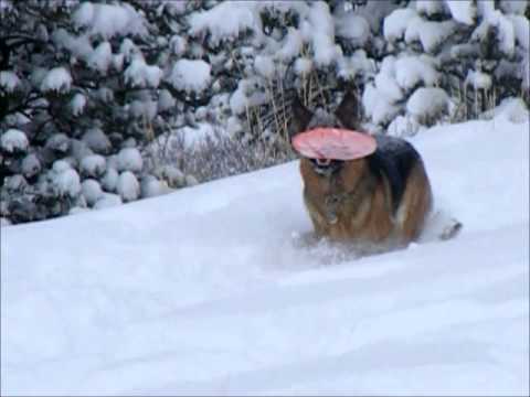 A German Shepherd MERRY CHRISTMAS! - YouTube