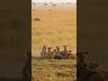 lion attack videos #bes attack 2