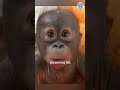 Gito The Orangutan Has Made an INCREDIBLE Transformation