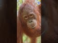 Gito The Orangutan Has Made an INCREDIBLE Transformation