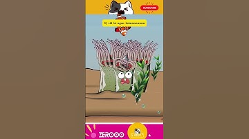 FUNNY VIDEO - CÁ HỀ VÀ HẢI QUỲ BIỂN - Mối quan hệ hỗ sinh #funny #shorts #shortvideo #animals #fyp